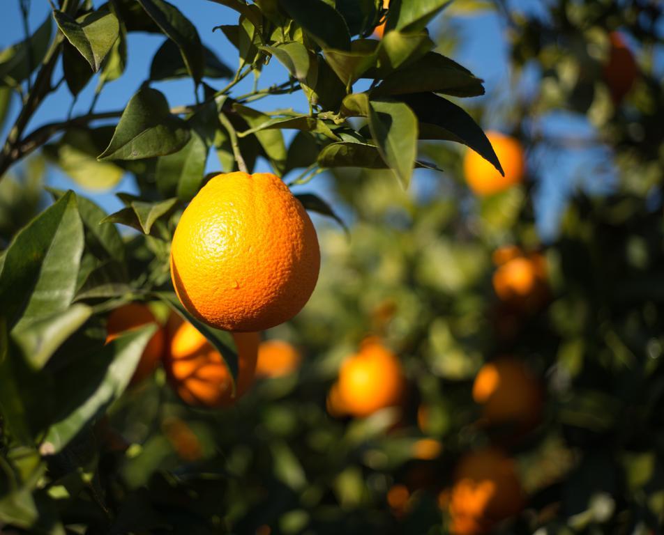 Casita Naranja Álora Quarto foto