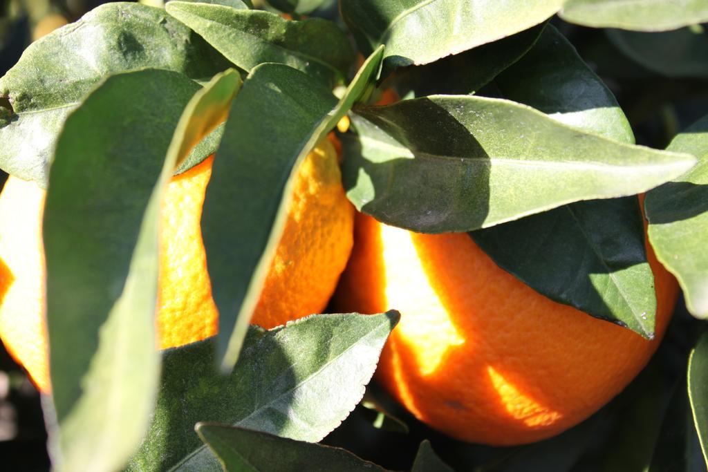 Casita Naranja Álora Quarto foto